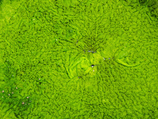 Surface of The Bubble Moss is Gathered into a Sheet