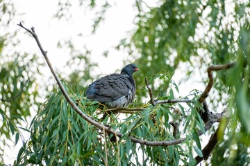 Poster - Low angle shot of a bird sitting on the branch of a tree during the daytime