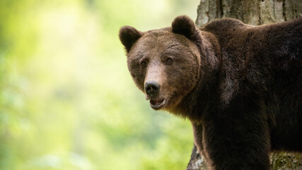 Wall Mural - alert brown bear, ursus arctos, looking to the camera in forest. wild mammal with brown fur standing