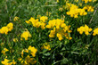 lotus corniculatus komonica zwyczajna yellow flowers summer lato rosliny natura