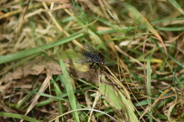 Poster - Fliege im Gras