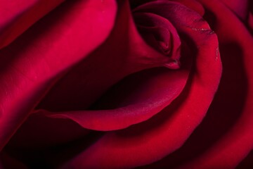 Sticker - Closeup shot of a bright red rose petals