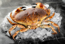 Fresh Raw Florida Stone Crab