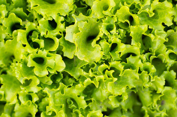 leafs of fresh green salad. closeup texture background