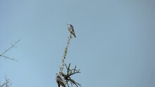 Mississippi Kite Perched High In A Tree