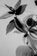 Wall Mural - Vertical grayscale shot of striped leaves on an indoor plant