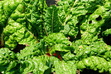 Fresh green color of Swiss Chard 'Peppermint'