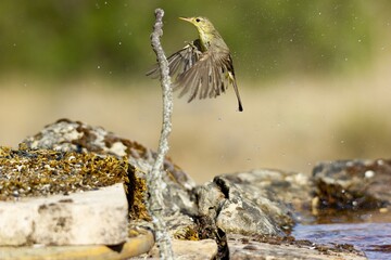 Canvas Print - Bird flying toward a stick in a field captured during the daytime