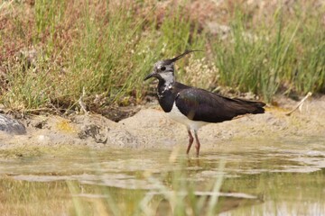 closeup of a bird sitting by a lake captured during the daytime in a forest