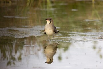 Canvas Print - Closeup of a bird sitting by a lake captured during the daytime in a forest