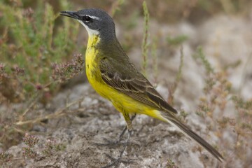 Closeup of a bird standing on a rock captured during the daytime in a forest