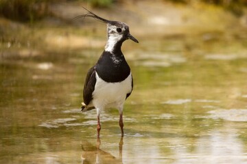 Selective focus shot of a bird sitting by a lake captured during the daytime in a forest
