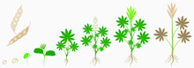 Cycle Of Growth Of White Lupine Plant On A White Background.