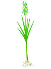 Wall Mural - Sugar cane plant with roots isolated on white background.
