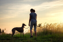 Woman Walking With Her Dog During Sunset At Summer. Pet Owner With Greyhound Enjoying Walk Outdoors