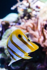 Poster - Vertical closeup shot of a copperband butterflyfish underwater