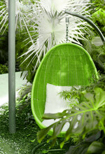 Rattan Oval Hanging Chair Witht Pillow In Tropical Plant.