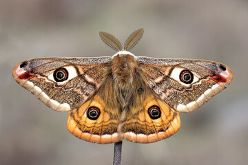 small emperor moth (saturnia pavonia) is a moth of the family saturniidae, macro photo.