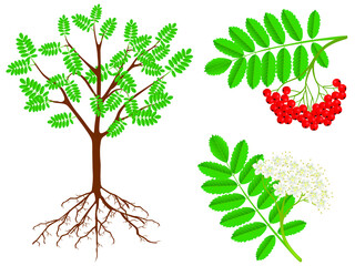 Canvas Print - The illustration shows parts of a plant of red rowan.