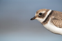 Portrait Of A Young Common Ringed Plover