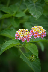 Wall Mural - Multicolored Lantana flowers in the garden. Beautiful Colorful Hedge Flower, Weeping Lantana.