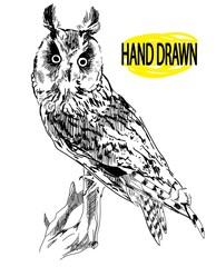 Wall Mural - Eared owl. The owl sits on a dry branch. Professional design in vintage style. Freehand drawing. Drawing with ink, drawing with a pen.