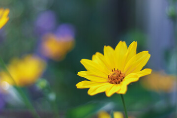 Wall Mural - Yellow daisies close-up, blurred background. Vegetable flowers