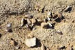 © elabracho - dead shells of river shells at the bottom of a dry lake