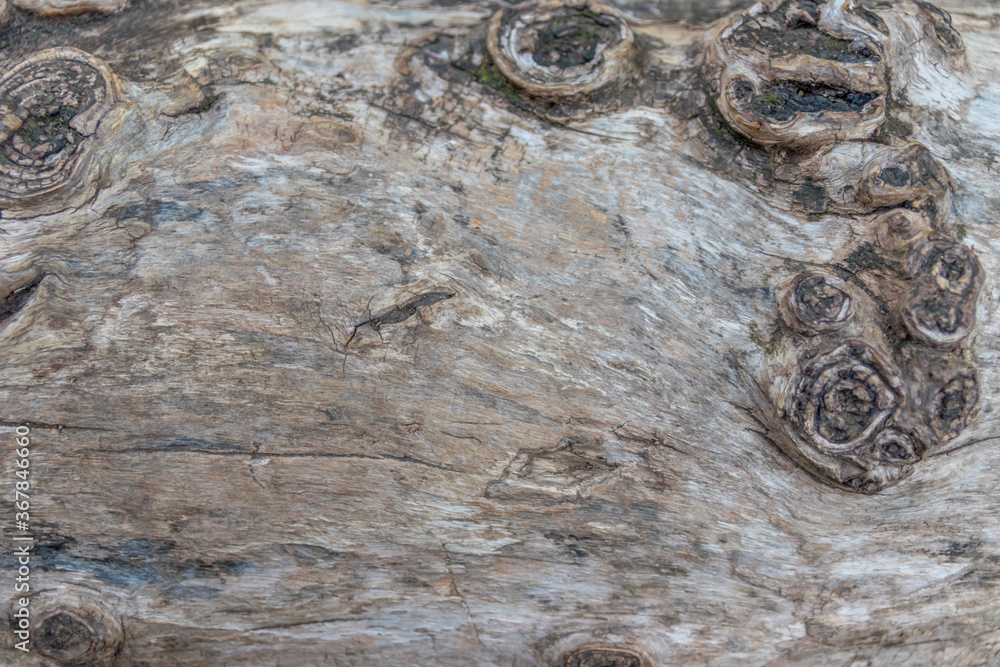 Close-up of rough bark shows natural patina and organic structures as ...