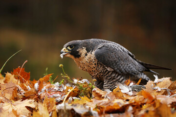 Wall Mural - Bird of prey Peregrine Falcon, Falco peregrinus, with prey on the groung. Orange autumn forest and leaves in the background