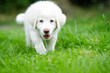 Puppy young white dog on the grass. Mały biały pies na spacerze w parku na zielonej trawie.