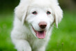 Puppy young white dog on the grass. Młoty biały pies na zielonej trawie