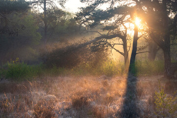 Wall Mural - sunbeams in foggy forest at sunrise