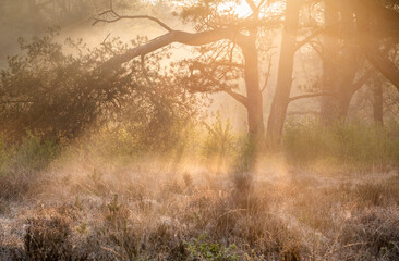 Wall Mural - golden sunrise light in fog