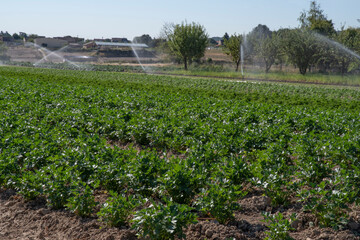 Close-up of a field cultivated in summer in the countryside