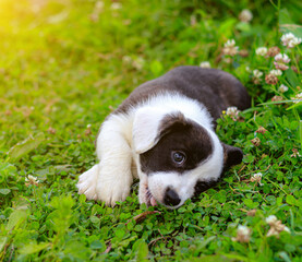 Wall Mural - Puppy Welsh Corgi cardigan is lying on the grass. A pet. A beautiful thoroughbred dog. The concept of the artwork for printed materials. Article about dogs. A small puppy on a walk . Corgi dog.