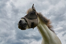 House Horse (Equus Caballus) With Light Fur Wearing A Fly Protection Also Eye Mask, Gray Sky, Deep Perspective. Germany.