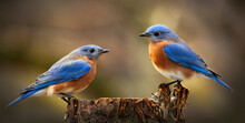 Two Male Bluebirds On Perch