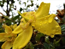 Yellow Flower With Water Drops