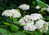 Fototapeta Pomosty - Close-up of inflorescences of white treelike hydrangea against background of natural darkness of greenery.