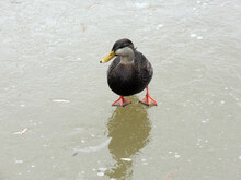 Wild Duck On The Surface Of A Frozen Lake  