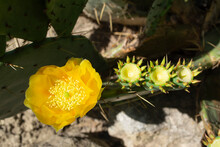 View Of A Yellow Prickly Pear Cactus Flower. 