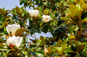 Sticker - Beautiful tree in bloom with beautiful white flowers