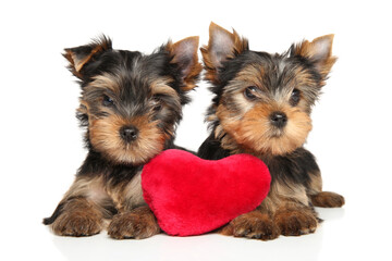 Poster - Yorkshire Terrier puppies with a red plush toy