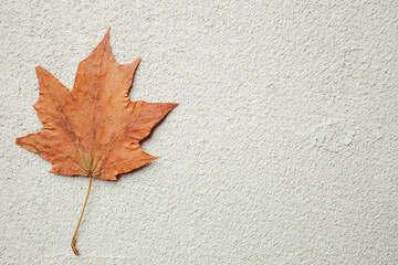 Wall Mural - Hello autumn. Fall vibes. Floral design greeting card. Yellow maple leaf on concrete surface. Thanksgiving day, seasonal concept. Copy space.