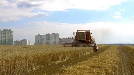 Wall Mural - The combine harvests ripe wheat in the grain field near a residential area . Agricultural work in summer.