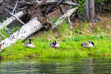 Canadian Geese Sit On Bank Of Yellowstone River