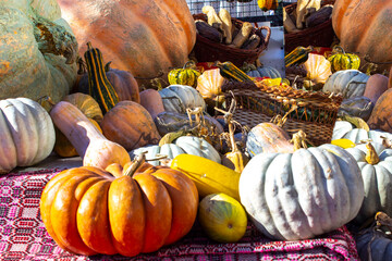 Wall Mural - Little decorative pumpkins. Autumn Harvest Thanksgiving.A group of little colorful pumpkins. Multicolored decorative pumpkins on autumn festival. yellow little pumpkins.