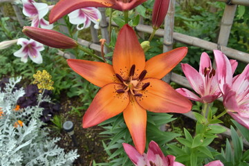  The flower of Lily in the garden