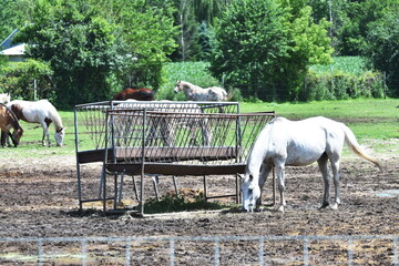 Poster - Horses Grazing in Pen